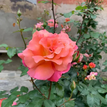 Palazzo Caroni, Exclusive Private With Terrace And Garden Piasco