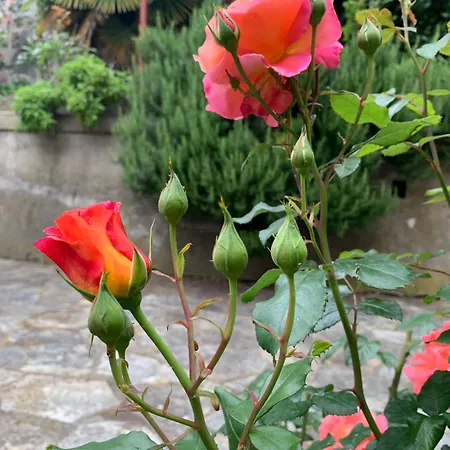 Palazzo Caroni, Exclusive Private With Terrace And Garden
