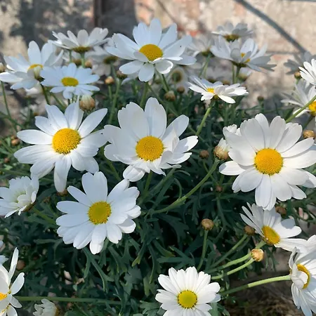 וילה Palazzo Caroni, Exclusive Private With Terrace And Garden *