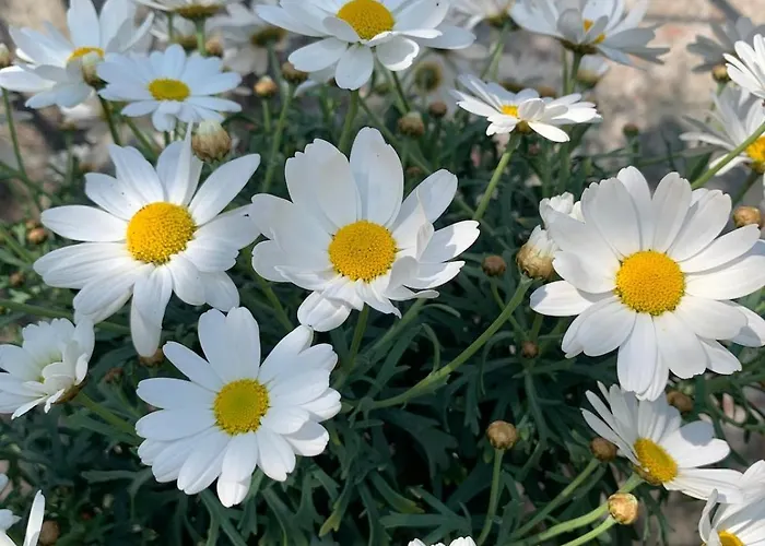 Vila Palazzo Caroni, Exclusive Private With Terrace And Garden *